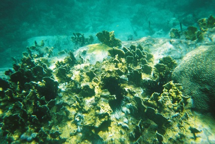 Coral Formation1